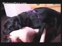 Large black dog pounding on a teen that loves animal sex